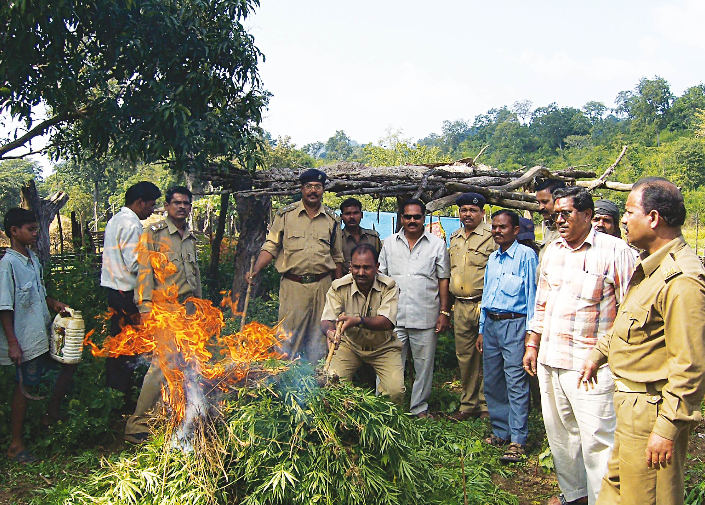 Cannabis Haul in Southern Orissa